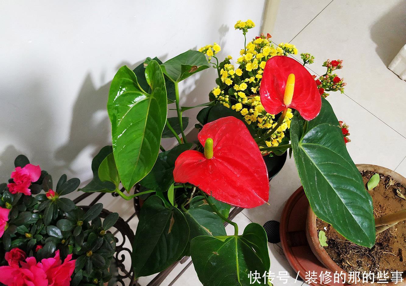 红掌这样养,一年四季开不停,花开巴掌大,叶子油亮像打蜡!