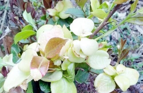 恨之入骨|它是茶树上难得的好东西,城里人花钱都难买,农民却对它恨之入骨