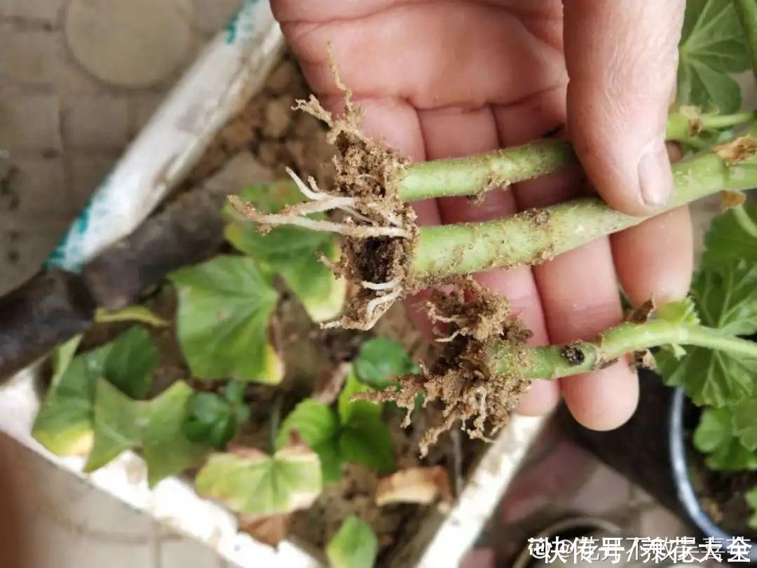 11种常见花，现在扦插，成活率特高