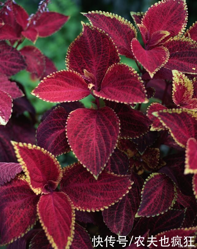 紫苏叶子|紫苏:在农村没人当回事,在食谱中却大有价值,还是天然防腐剂