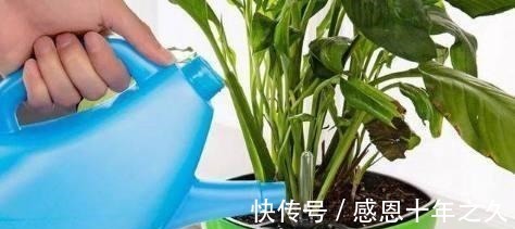 盆栽|养花浇水要懂“见干见湿”，如何理解怎么把握你知道吗！
