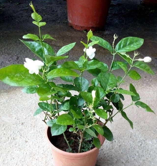 夏季养茉莉最合适，刚回家这样处理，不枯萎花量翻倍