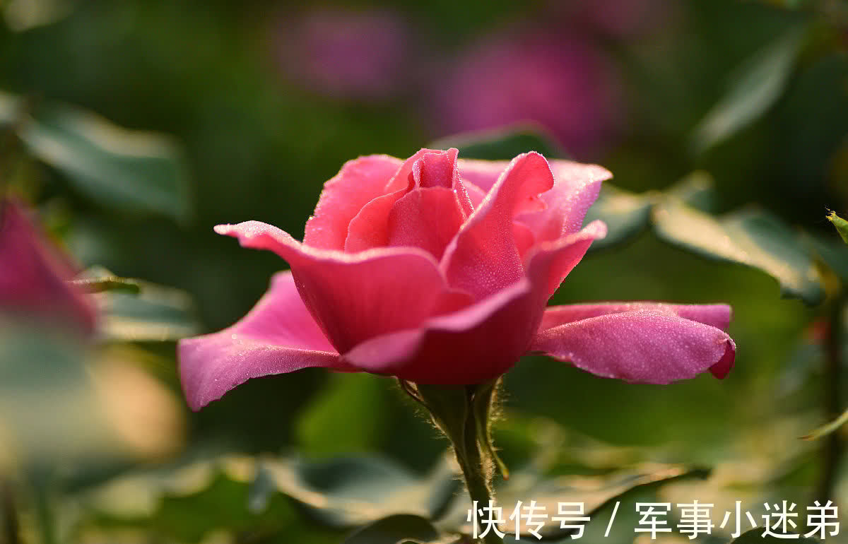 10月养1种花，冬季零下15度也不怕，来年花期长达春夏秋3个季节