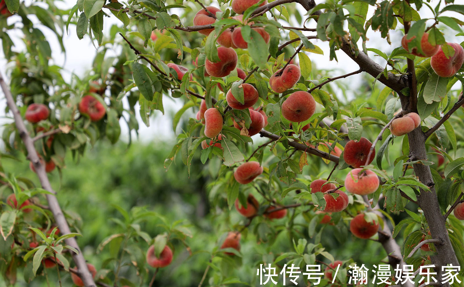 黄河&八旬夫妇住蟠桃园里，黄河就从眼前过，蟠桃熟时喊路人随便摘着吃