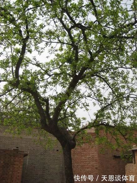 7种树“进宅”，旺财镇宅，延绵百年，家里有地方，一定养一棵