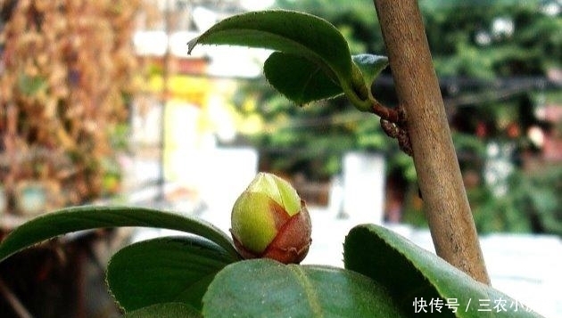 开春|茶花这样养, 越冷长越好, 开春花满枝!