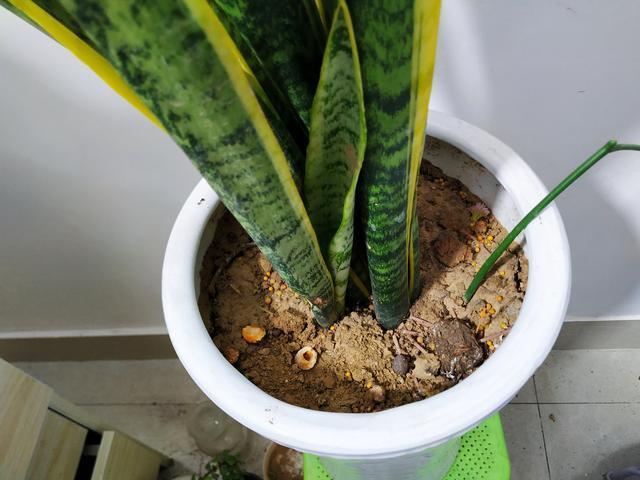 虎皮兰不长芽打开小开关,叶子厚又直,挤满一圈“肥崽子”