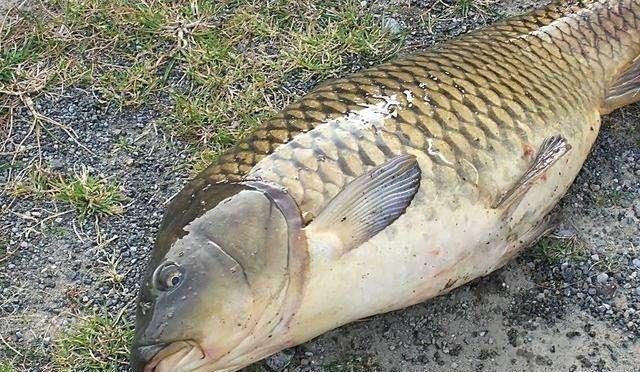 玉米|夏季玉米熟了,鲜美多汁;快试试用新鲜玉米钓大鱼