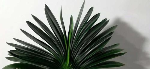 君子兰不开花,却不知道问题在哪?老花匠:这些地方有讲究