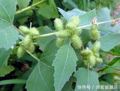 农村路边最常见的“野草”,是天赐民间治鼻炎的良方,你认识吗