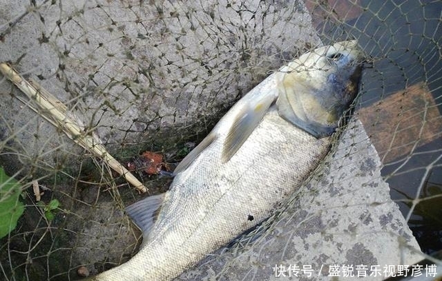 钓友|这东西1块钱1大堆,夏季钓鲢鳙堪称一绝,老钓友常用它,别错过