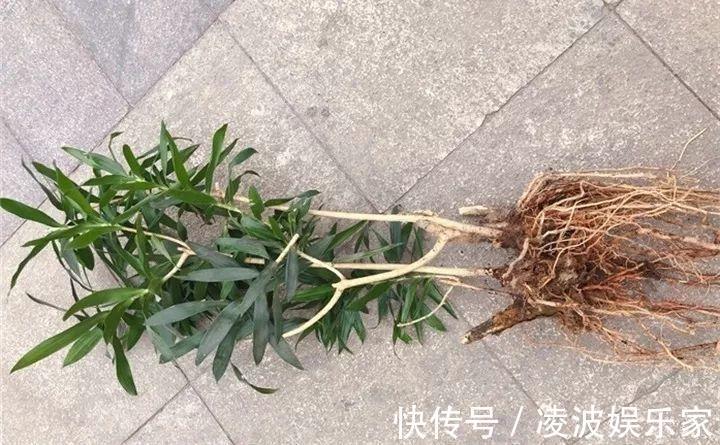 养花|新手养花不用愁，给你支3招，烂根也能救过来！