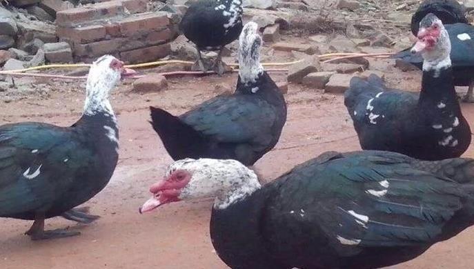 商品番鸭|商品番鸭和种番鸭的饲养管理技术