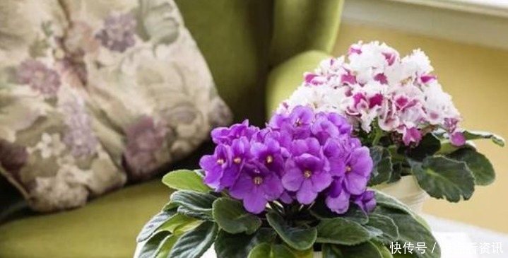 春天就养“4种花”,四季开花,花色多,一盆能养一辈子!