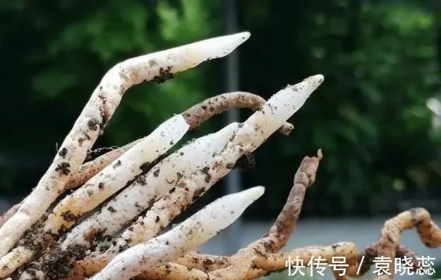 透水|兰花浇水有讲究，浇半截水还是浇透水，究竟怎么掌握？