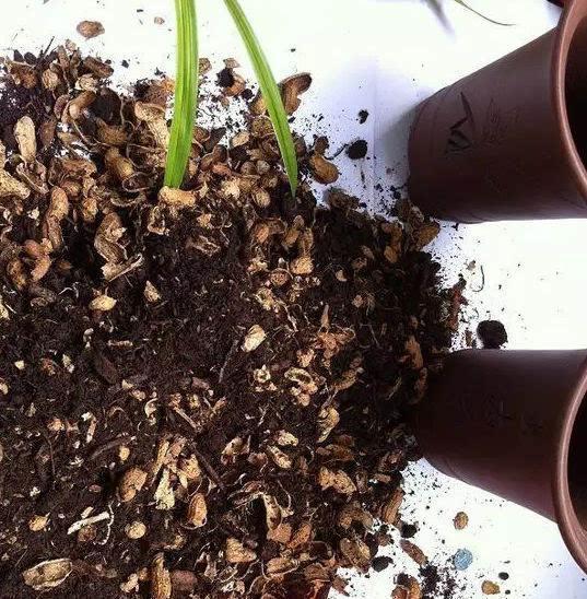 绿色植物|养花还买花肥家里的此几样“垃圾”扔盆里,植物叶油绿、开花艳