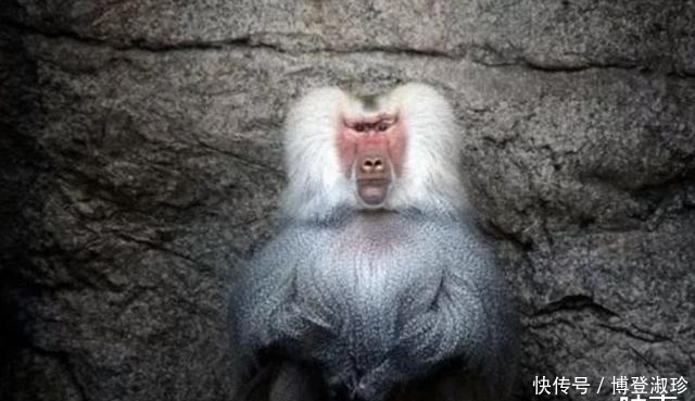 手术|动物心脏首次成功移植人体,手术圆满成功,不料21天后意外出现