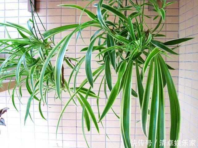 虎皮兰|这3种花养久了要“换盆”,老根旧根修剪掉,干尖黄叶都不来