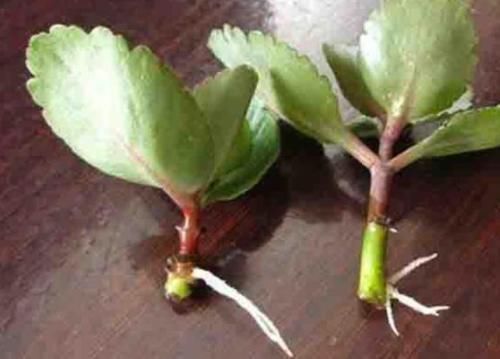 修剪掉的长寿花枝叶该不该扔，怎么处理好？