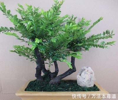 适应能力|小叶紫檀怎么养，养它有什么作用呢？益处真的很多，值得你养！