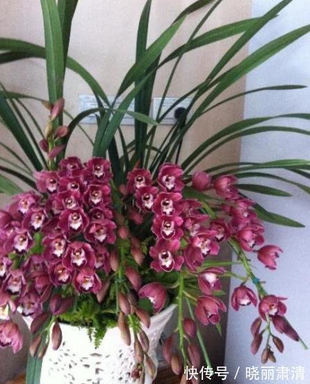 想要养好惠兰?关键要做好3件事,长新芽冒花苞,喜欢兰花快看看