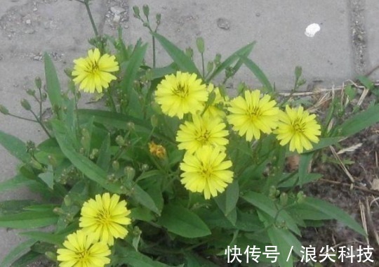 黄鹤菜|农村的野草颇似“野菊花”，如今一斤18元成了稀罕货，功效丰富