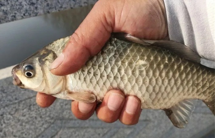 冬钓诱鱼的4个拿手绝活!瞬间开启了狂拉模式