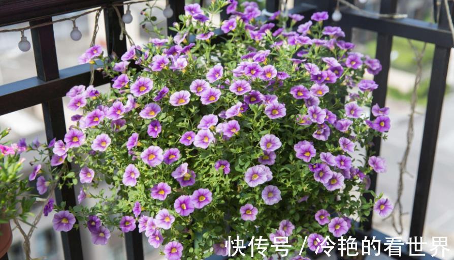 角堇|3种花号称“开花机器”,秋天生长进入关键期,掐的越狠开花越多