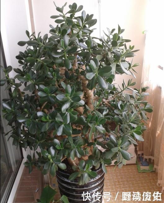 修剪|4种花,就是欠修理,不修不剪不成器,越剪越旺花越爆