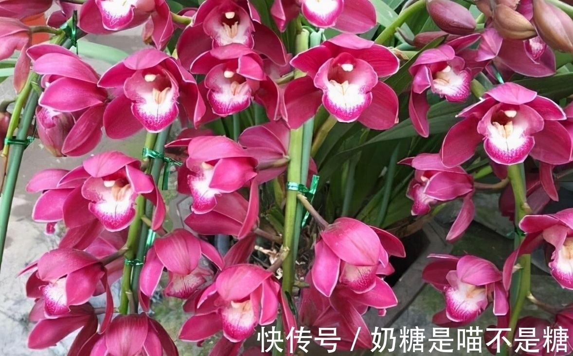 香味|此兰花除了好养，就是爱开花，全年“无休”，摆在家里尽显大气