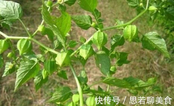 小知识|这种野草人称“红菇娘”，果实似灯笼，以前不识货，如今想吃难了