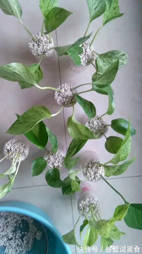 塑料瓶扔了太可惜！用来养绿萝，效率高，成活快，一养一大片！