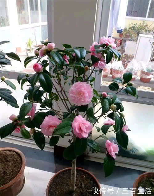 大花|开春了，给茶花喂勺黑绿水，浇几次后猛长新芽，大花一朵接一朵！