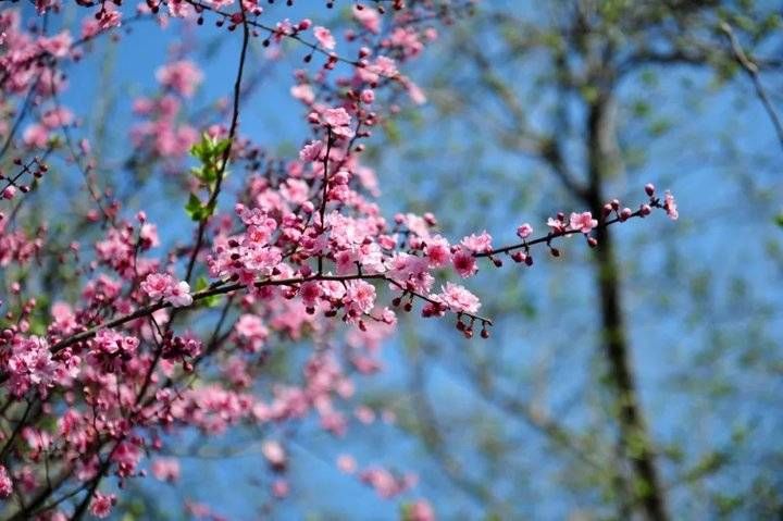 跟着热搜看济南春光，春花春水春柳都不能错过