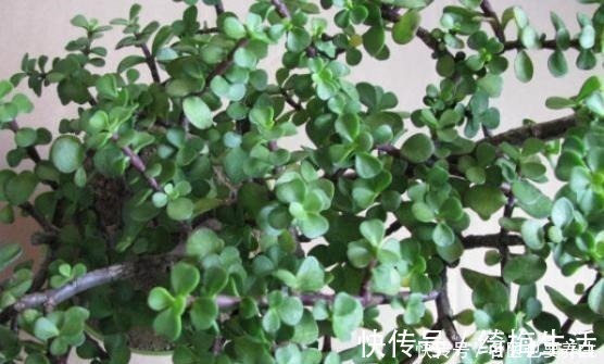 养护|养金枝玉叶,不注意“2点”,叶片哗哗掉,小心变光杆!