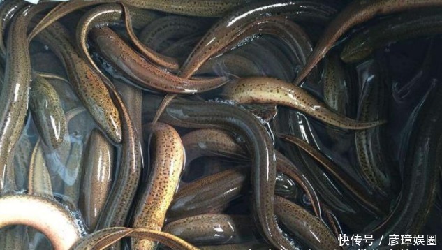 澳大利亚|日本政府被逼疯了：这样的生物入侵为什么不会发生在中国？