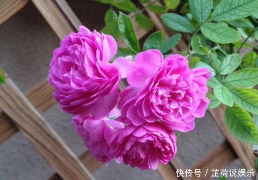 长寿花|此“2种壳”，丢掉就浪费了，留下来“养花”，花卉根系窜满盆！