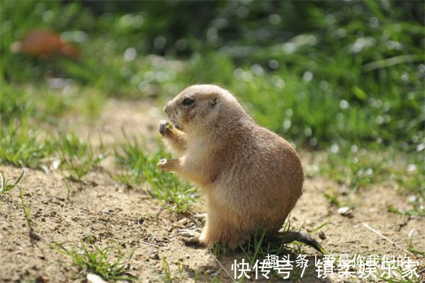 九月生|生肖鼠的婚姻配对出生在不同月份的属鼠人,配对大有讲究!