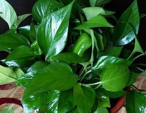 个个|生活废水才是养花宝,3种浇花,个个旺盛、茂密,比施肥好