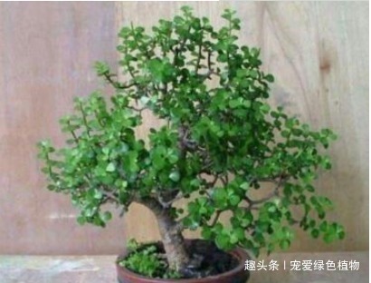 有害气体|养上“3种花”,就像请了“守护神”,一家老小“身体好”!