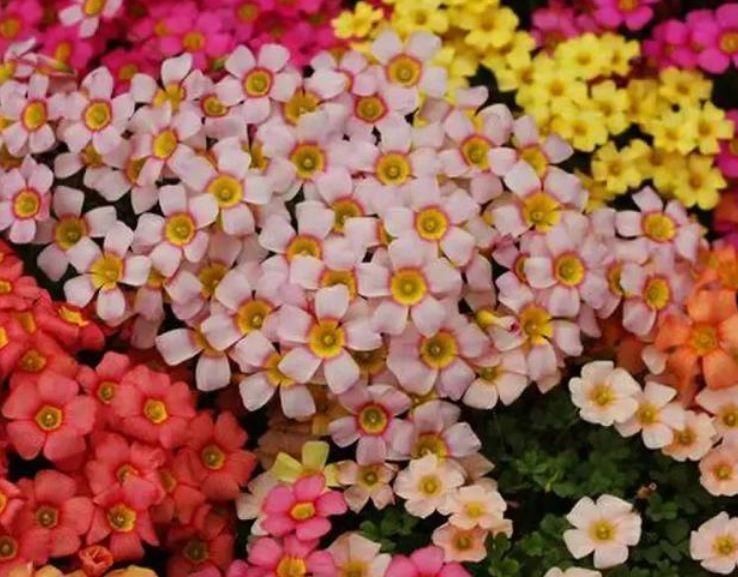 4种花养家里,四季都有花赏,满屋子飘香,养盆放阳台美极了