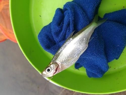 爆护|六陈水库开光新鱼护,崇尚不以爆护秀钓技