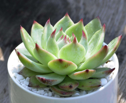 多肉吉娃娃怎么养更艳丽教你3个小妙招,养出最美的吉娃娃