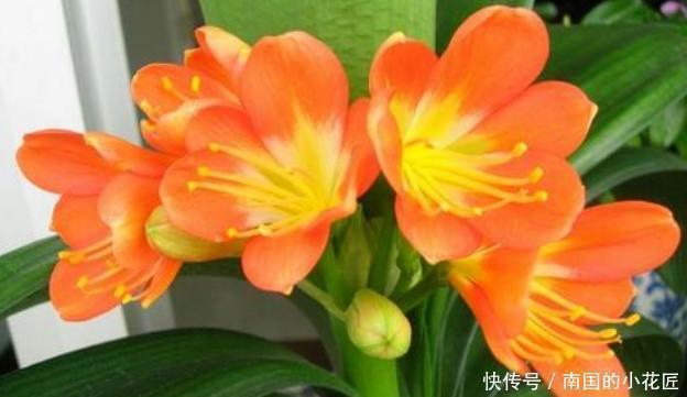 花盆|君子兰有什么花语和寓意，她又该怎么换盆呢？