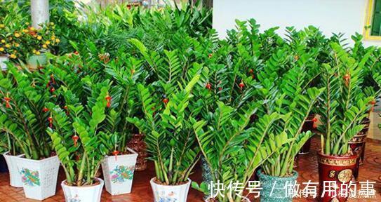 金钱树|4种“招财花”,家里各养1盆,旺运又招财,日子越过越好