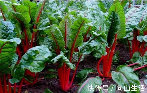 皮肤|对女性皮肤很好的3种食物，推荐常吃，美容养颜，延缓衰老