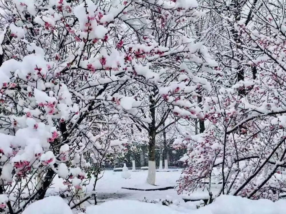 公园雪景|全世界都在瞒着观山湖下雪 观山湖的雪在哪啊啊啊啊？