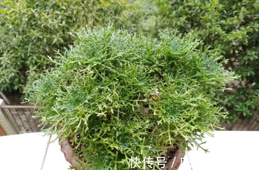 种花|9种花,夏天休眠了,一定少浇水,否则越浇越死