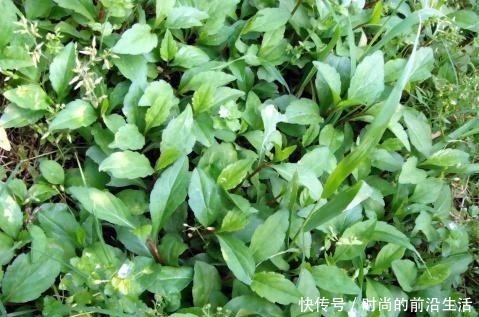 路边一种野菜，长在杂草中一点不起眼，人称“马兰头”，营养高