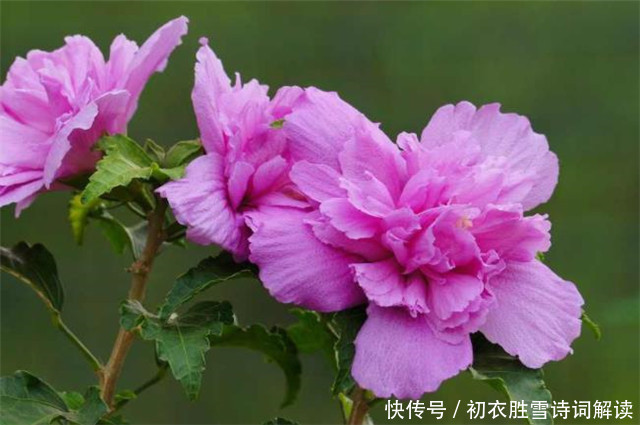 孟姜|盛夏槿花,颜如舜华,朝开暮落,仙子优雅,槿花八首伴盛夏